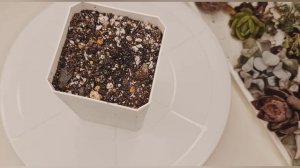 Эхеверии до и после. Echeveria с названием.