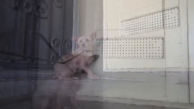 Спасение маленькой собачки