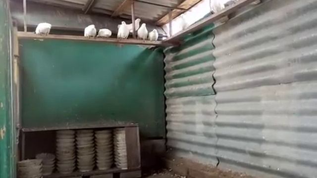 Николаевские белые на племя г.Мариуполь п.Сартана