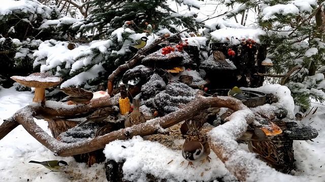 ПТИЦЫ НА КОРМУШКЕ Сезон 2023-2024, день №20 смотреть онлайн