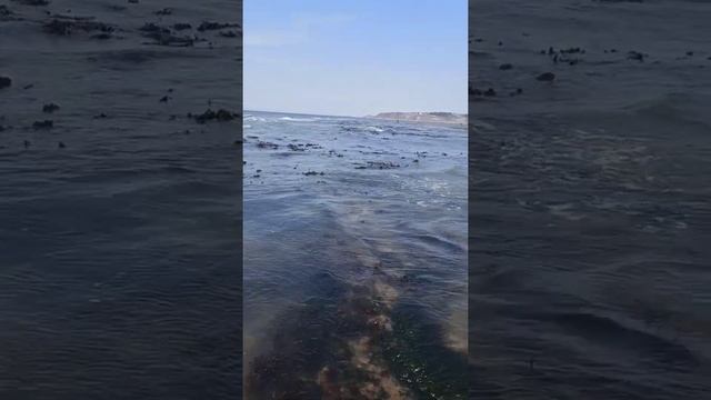 Первая вылазка на отлив в 2022 (весна, Сахалин, море).