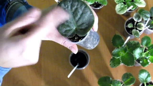 Сосудистый бактериоз.Как не допустить заболевания. смотреть онлайн