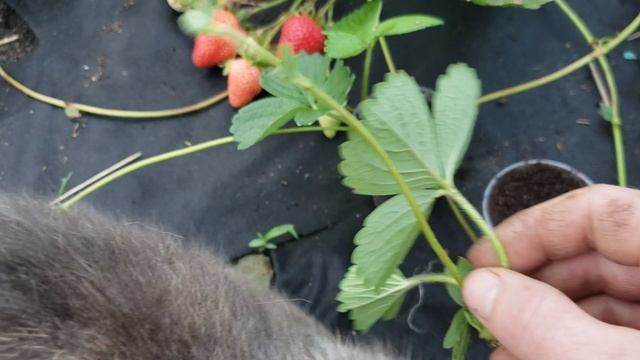 Ставлю стаканчики под клубнику. смотреть онлайн