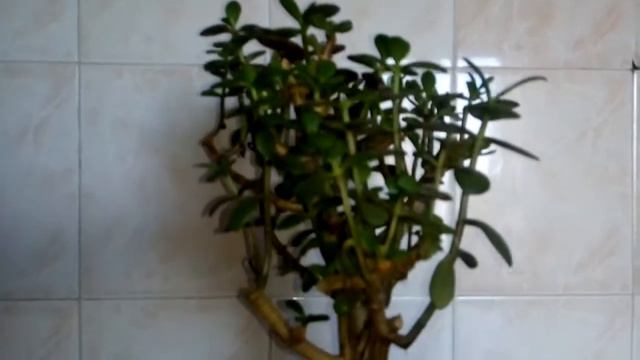 Flowers life A1005 смотреть онлайн