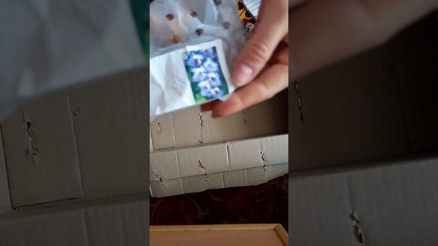 Отзыв Агромаркет (відгук) гладіолуси смотреть онлайн