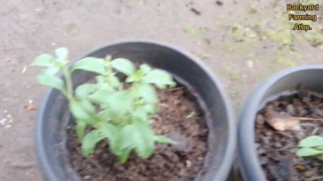 SWEETENER PLANT IN OUR BACKYARD FARM | #stevia #magsasaka #ideas смотреть онлайн