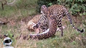 Змея в Деле / Змея против Леопарда, Ястреба, Крокодила