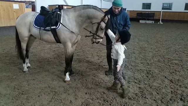 247 - sale welsh pony gelding смотреть онлайн
