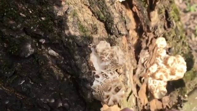 Что это? Трутовик чешуйчатый Polyporus squamosus. Особенности приготовления смотреть онлайн