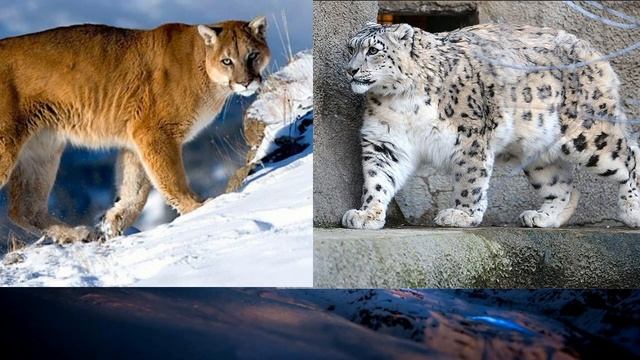 #Снежный барс против пумы//Ирбис против горного льва//Animals Battle// смотреть онлайн