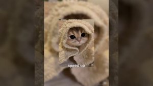 гаврилина- брекеты (speed up)