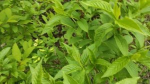 Вейгела Миддендорфа