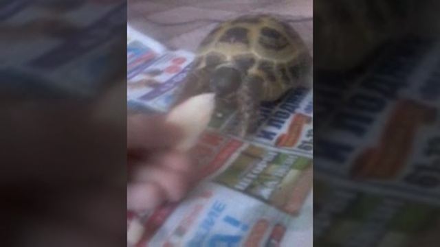 Как среднеазиатская черепаха ест какпусту смотреть онлайн