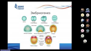 Эмбриология человека