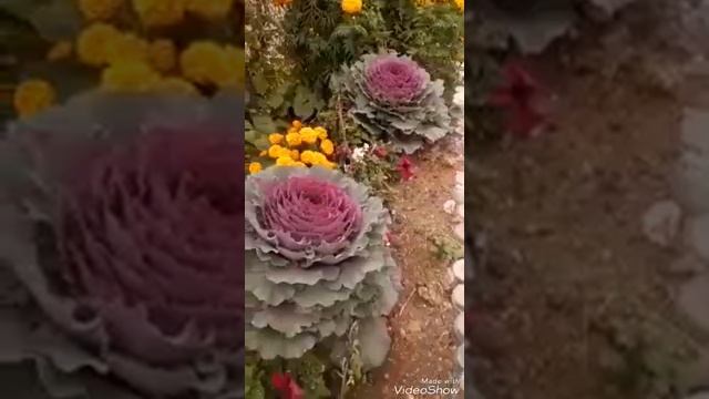 #бархатцы #розы смотреть онлайн