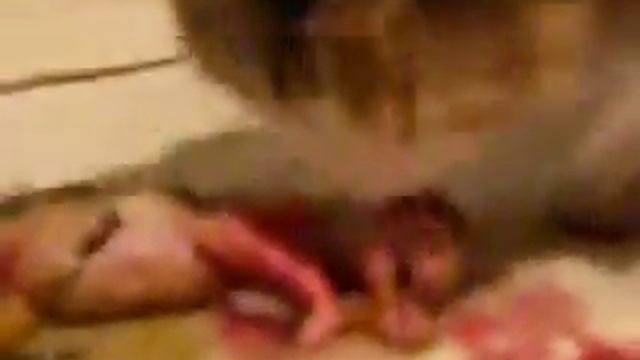 Котятки.Маленькие,какие все хорошенькте то.Посмотри! смотреть онлайн