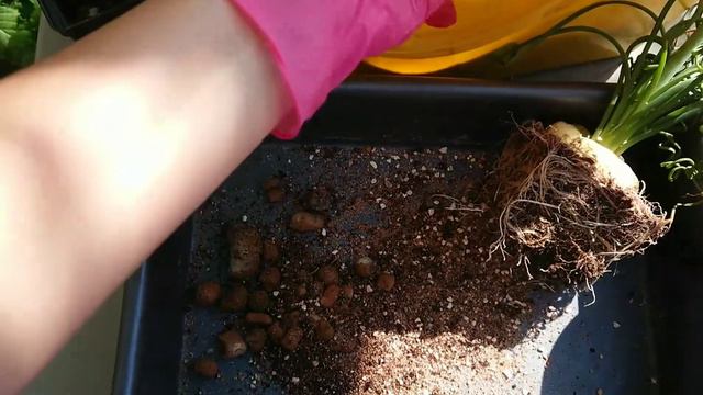 Пересадка альбуки спиральной / Albuca spiralis. Размер луковицы, грунт смотреть онлайн