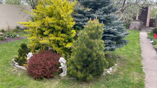 Карликовые барбарисы, высокорослые барбарисы. Любуемся в мае смотреть онлайн