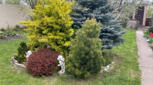 Карликовые барбарисы, высокорослые барбарисы. Любуемся в мае