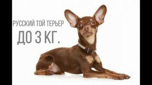 Чихуахуа и Русский Той Терьер ll Сравнение Пород