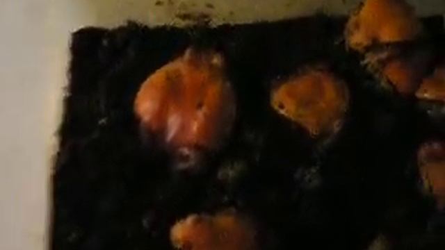 Tomato Frogs | Помидорное хозяйство (винные узкороты Discophus guineti) смотреть онлайн