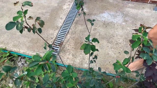 ГОТОВИМ БЛЮДО ИТАЛЬЯНСКИЕ МАКАРОНЫ , ЖАРЕННАЯ КУРИНОЕ ФИЛЕ ,ДЕТИ ПРОБУЮТ ФИЗАЛИС смотреть онлайн