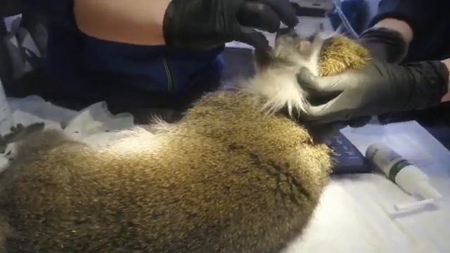 Медобследование Лолы смотреть онлайн