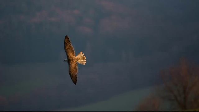 Maria Grinberg - Beethoven - Piano Sonata No 14 in C sharp minor, Op 27, Moonlight смотреть онлайн