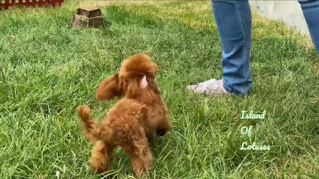 Щенки той-пудель, toy poodle puppy’s смотреть онлайн