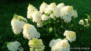 Гортензия метельчатая «Сильвер доллар»