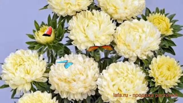 Астра обыкновенный Креми Вайт ? астра Креми Вайт обзор: как сажать семена астры Креми Вайт смотреть онлайн