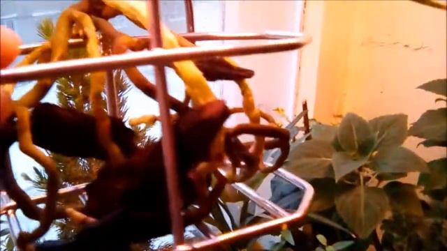 АСКОЦЕНДА СМЕНА ДЕКОРАЦИЙ ! смотреть онлайн