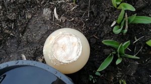 КОГДА И ЧЕМ ПОДКОРМИТЬ ТЮЛЬПАНЫ ВЕСНОЙ. ТАКОЙ ПОДКОРМКИ РАВНЫХ НЕТ.