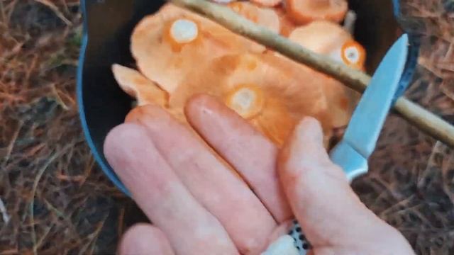 Поездка за грибами в Австралии