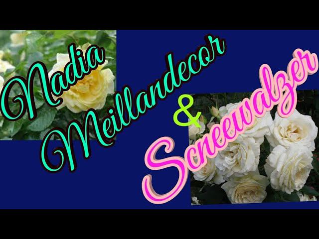 Розы Nadia Meillandecor и Schneewalzer смотреть онлайн