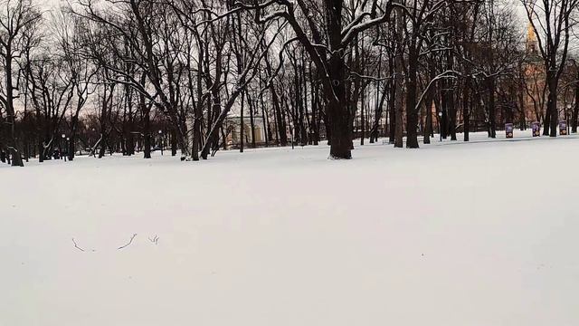 Почти 300-летний Черешчатый дуб в Михайловском саду на Масленом лугу в Санкт-Петербурге... смотреть онлайн