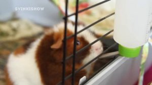 Все вещи морских свинок / Что нужно для морской свинки? / SvinkiShow