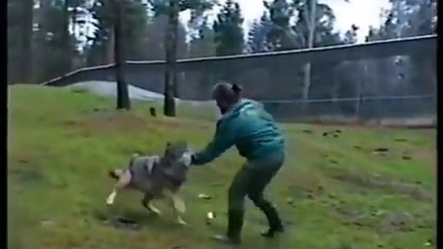 Девушка жостко успокоила волка смотреть онлайн
