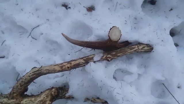 Рога лося(подснежник) смотреть онлайн