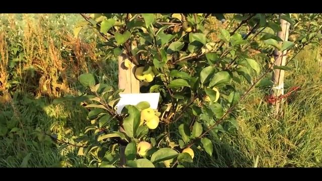 Яблоня сорт Коробовка Ранетка, Медуничка, Скороспелка Ранние летние сорта яблонь смотреть онлайн
