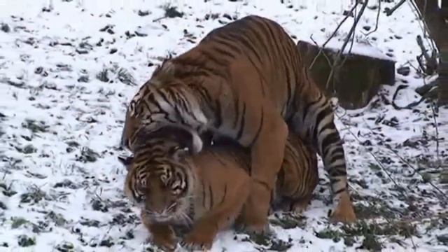 Спаривание тигр.