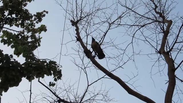 Вороненок смотреть онлайн