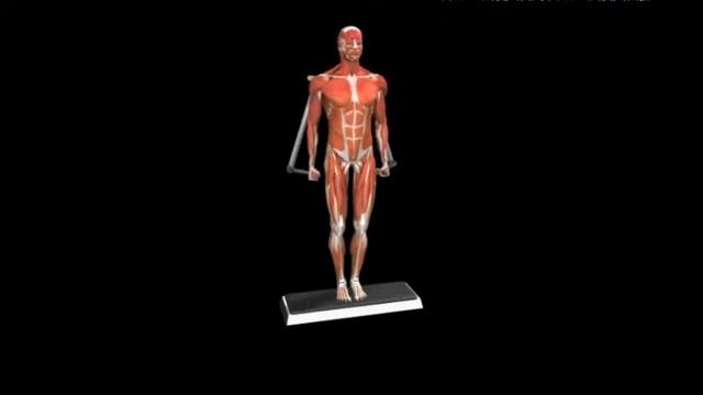 Сведение рук вниз по бокам на тренажере Lateral Pulldown Lever смотреть онлайн