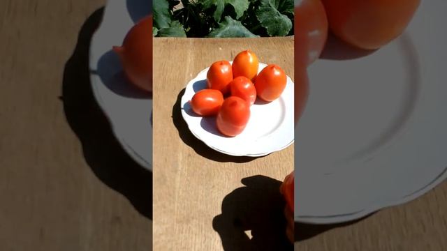 Урожайный и вкусный томат универсального назначения Кибиц смотреть онлайн