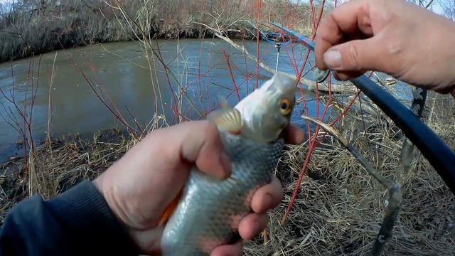 " Клёвая полудонка." р.Базыр. 14.05.2023. смотреть онлайн