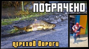 Потрачено. Переход дороги. Лучшие приколы, смешные видео и фейлы