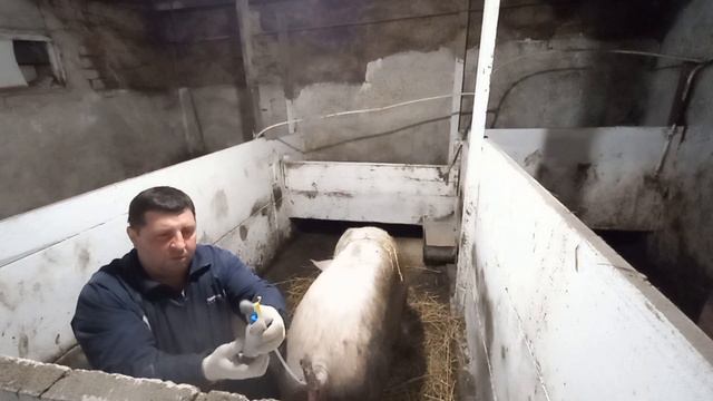 Штучне запліднення, покриття свиноматки 🫠🤔 смотреть онлайн