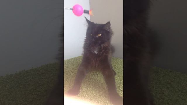 Черная кошка Мейн Кун смотреть онлайн