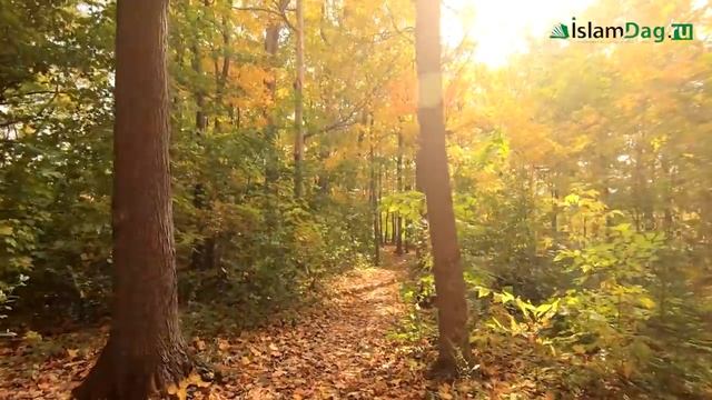 На какой вопрос Пророк ﷺ ответил «НЕ ЗНАЮ»? смотреть онлайн