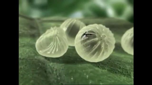 Проклейм применение инсектицида видео Сингента